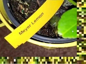 Meyer lemon